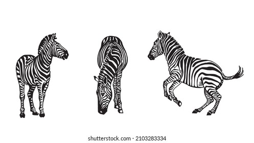 Vector collection of zebra on white, graphical elements of zebra