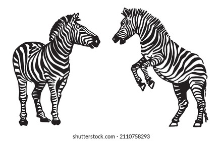 Vector collection of zebras on white, graphical elements of zebra. Abstract stripy animals