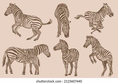 Vector collection of zebras ,sepia background. Abstract vintage  stripy animals
