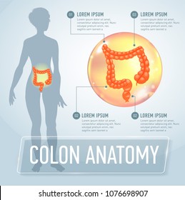 Vector colon infographics banner illustration