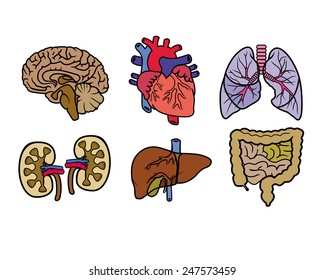 vector color anatomy organs on a white background