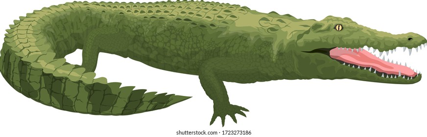 Vector Color Australian Saltwater Crocodile