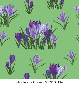 vector color background with  purple crocuses