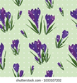 vector color background with  purple crocuses