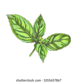 Vector color basil branch isolated on white. Hand drawn botanical illustration of fresh green leaves of spice herb