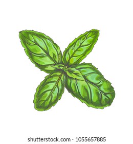 Vector color basil branch isolated on white. Hand drawn botanical illustration of fresh green leaves of spice herb