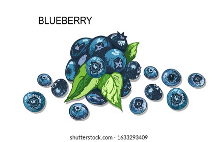 vector color botanical blueberry illustration, contour drawing by hands, blue berries, green leaves, isolated berries elements, healthy eating symbols