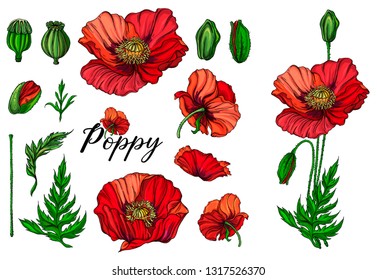 Vector color bright flowers, buds, leaves of the red poppy. Poppy flowers.