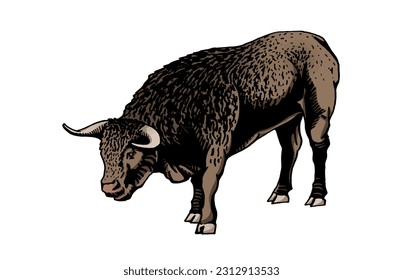 Vector color bull isolated on white background,graphical illustration