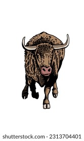 Vector color bull isolated on white background,graphical illustration