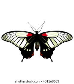 vector color butterfly. Papilio lowi