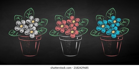 Vector color chalk drawn illustrations set of flower in pot on black chalkboard background.