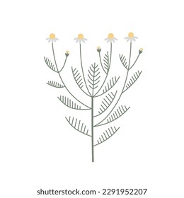 Color del vector Ilustración de la flor silvestre Chamomile. Rama Daisy dibujada a mano con flores y hojas aisladas en fondo blanco. Medicina vegetal y terapia de aroma
