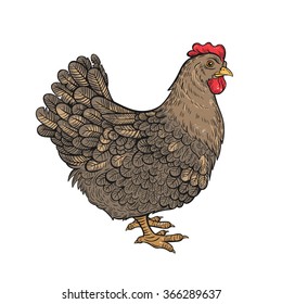 Vector Color Chicken Illustration