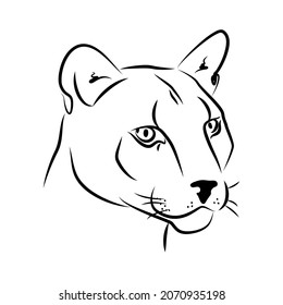 vector color cougar strong symbol puma portrait south american wildcat mammal  isolated logo head