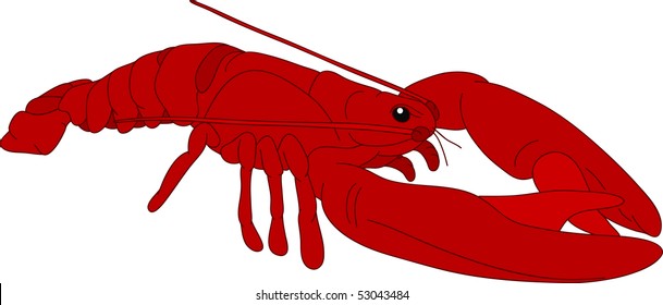 vector - color crayfish isolated on backgound