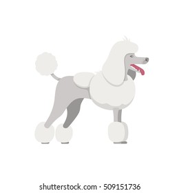 Vector color of the dog white Grand Poodle breed in Continental or English saddle clip standing