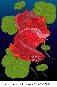 Vector color drawing of  betta or simese fighting fish illustation.