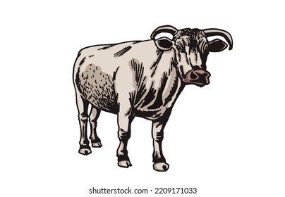 Vector Color  Drawing Of Cow Standing Isolated On White Background, Cattle