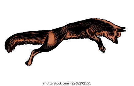 Vector color drawing  fox standing   watching distance graphics