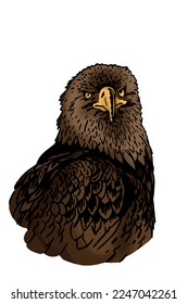 Vector color eagle isolated on white,graphical  illustration, bird