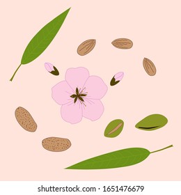 Vector color flat illustration of almond green leaves, flower and nuts, isolated on white background. Superfood. Design element for label and poster