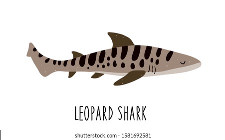 leopard shark drawing