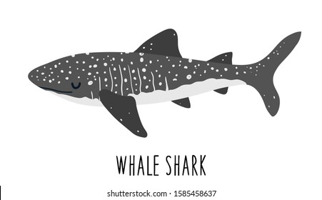 Vector color flat illustration of a shark on a white background. Whale shark. Undersea world. Ocean. Isolated on white background. Animal sea fish character underwater cute marine wildlife mascot.