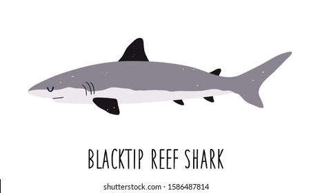 Vector color flat illustration of a shark on a white background. Blacktip reef shark. Undersea world. Ocean. Isolated on white. Animal sea fish character underwater cute marine wildlife mascot.