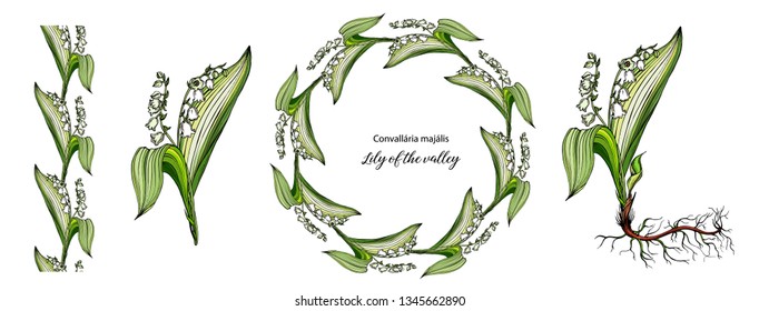 Vector color floral Lily of the valley flowers set. Wreath, flower arrangements