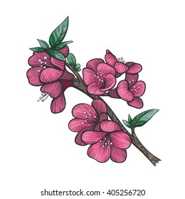 Vector Color Flower Branch Illustration