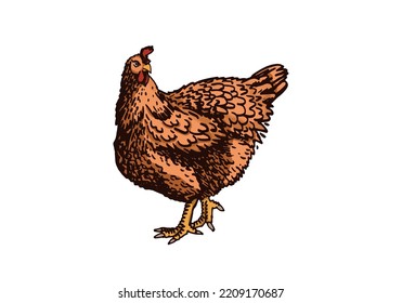 Vector color ginger hen standing isolated on white background,farm bird