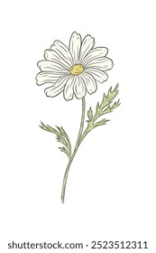Vector color graficas flor de manzanilla con hojas. Dibujo lineal de margarita para diseño y decoración. Dibujo lineal dibujado a mano. Embalaje, planta medicinal, bebida, té saludable.