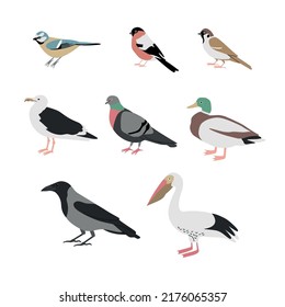 Vector color hand drawn city birds illustration set. Bullfinch, crow, duck, tit bird, pigeon, seagull, pelican and sparrow. Isolated on white background.