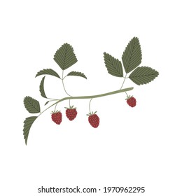 Vector color hand drawn flat illustration of forest raspberries branch with leaves and berries. Isolated on white background.  