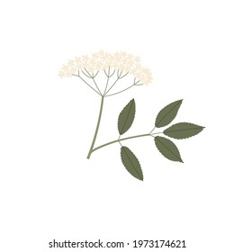 Vector color hand drawn flat illustration of Sambucus branch with leaves and flowers. Isolated on white background.