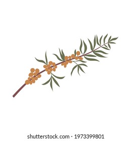 Vector color hand drawn flat illustration of sea buckthorn branch with leaves and berries. Isolated on white background.