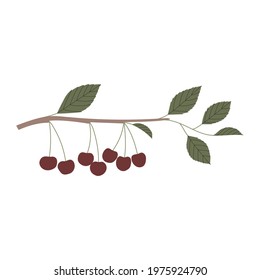 Vector color hand drawn flat illustration of cherry branch with leaves and berries. Isolated on white background.