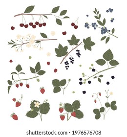 Vector color hand drawn flat illustration set of garden berry with branches, leaves, flowers and berries. Isolated on white background. Cherry; blueberry; blackcurrant; dewberry; strawberry.