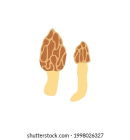 Vector color hand drawn flat illustration of Morel mushroom. Isolated on white background. Autumn forest harvest 