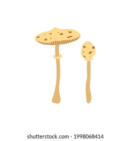 Vector color hand drawn flat illustration of Umbrella mushroom.  Lepiota brunneoincarnata. Isolated on white background. Autumn forest harvest 