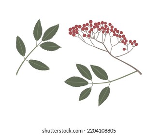 Vector color hand drawn flat illustration of Rowan branch with leaves and berries. Isolated on white background.