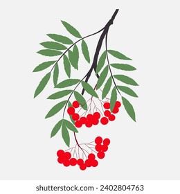 Vector color hand drawn flat illustration of Rowan branch with leaves and berries. 