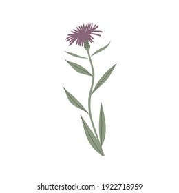 Vector color hand drawn illustration with Cornflower meadow. Minimalist Flower and herb.  Wildflower for logo design, tattoo, postcard