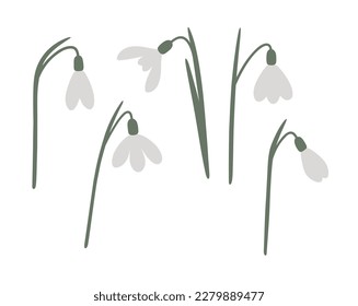 Vector color hand drawn illustration with spring Snowdrop flowers set