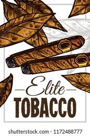 Vector color hand drawn poster with sketch cuban cigars and tobacco leaves. Template of design about smoking