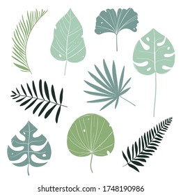 Vector color hand-drawn set with tropical leaves on a white background. Botanical tropical set with bright leaves and plants.
