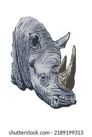 Vector color head of rhinoceros isolated on white, portrait of rhino,horned wild animal