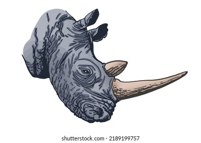 Vector color head of rhinoceros isolated on white, portrait of rhino,horned wild animal