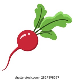 Vector Color Icon of Red Radish Vegetable